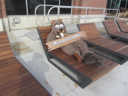 beaver mascot on the beach
